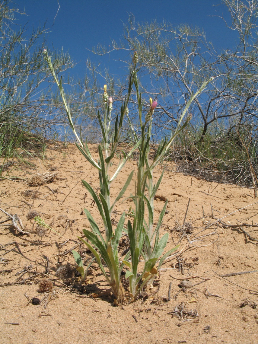 Image of Hyalea pulchella specimen.