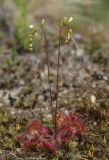 Drosera rotundifolia