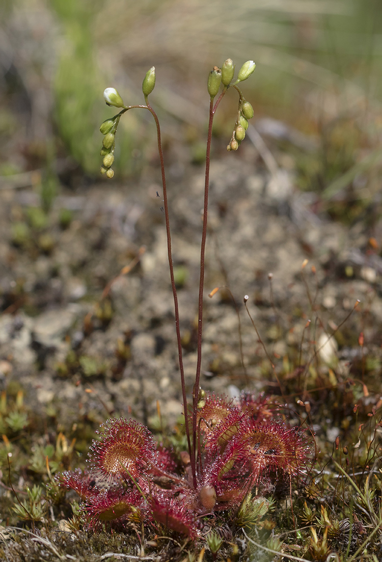 Image of Drosera rotundifolia individual.
