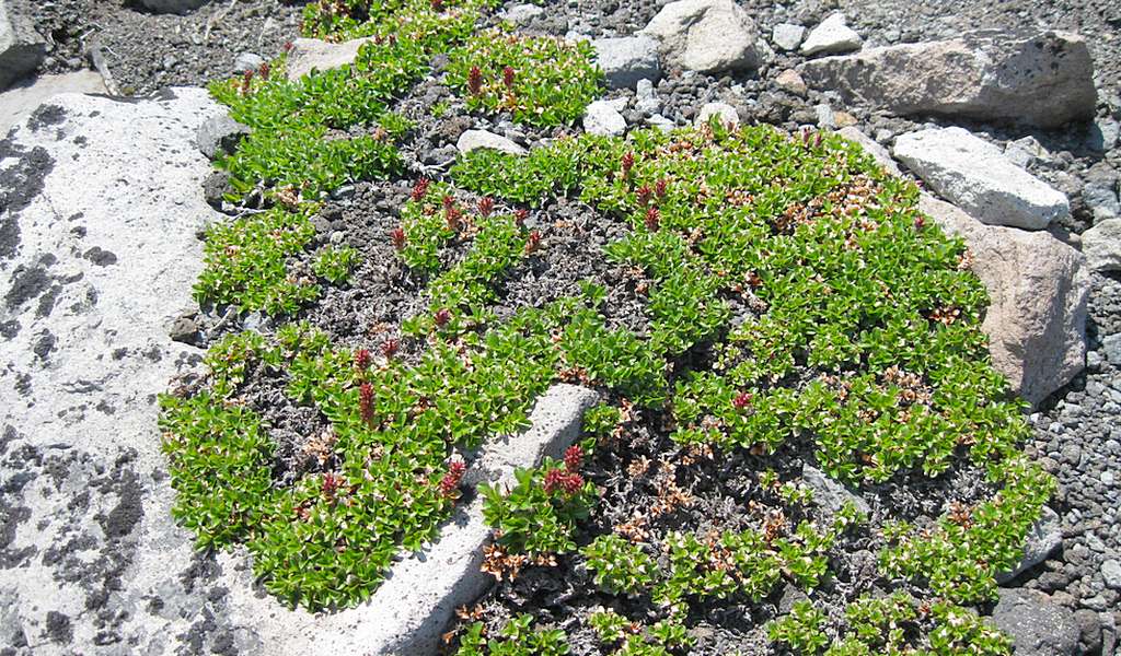 Image of Salix kamtschatica specimen.