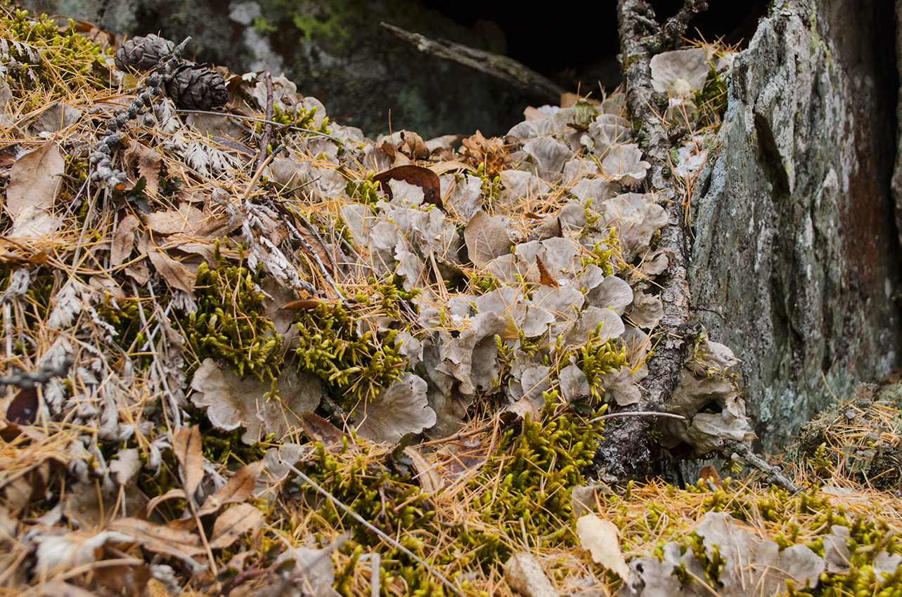 Image of genus Peltigera specimen.