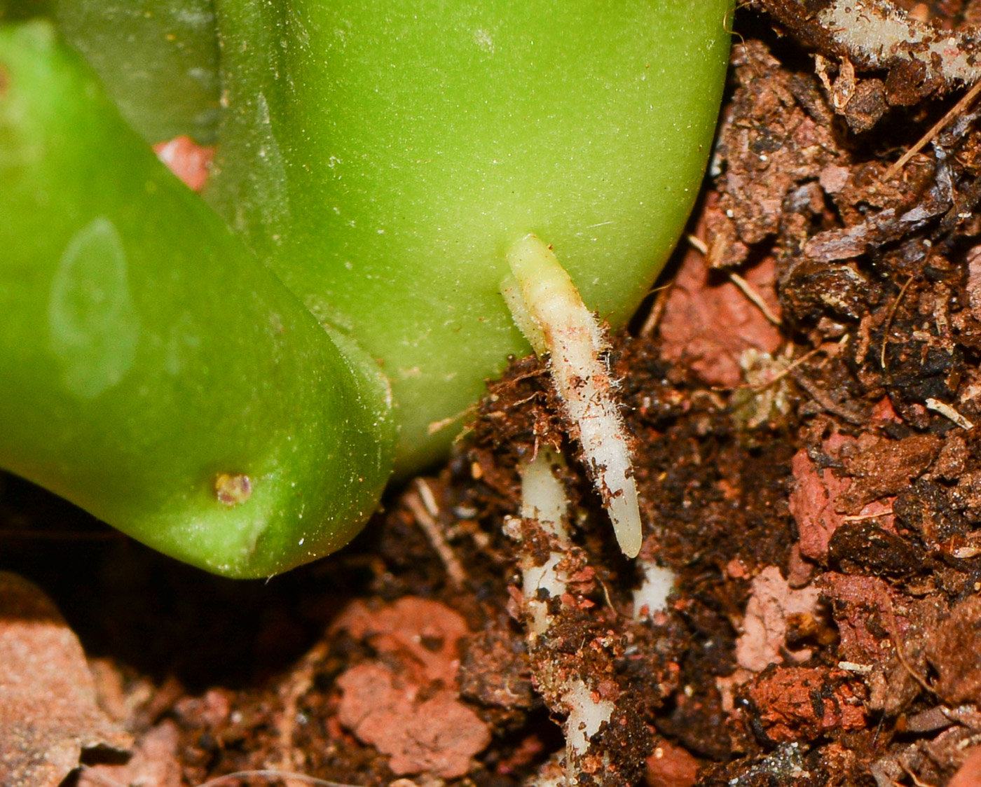 Image of genus &times; Orbelia specimen.