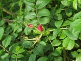 Rosa rugosa