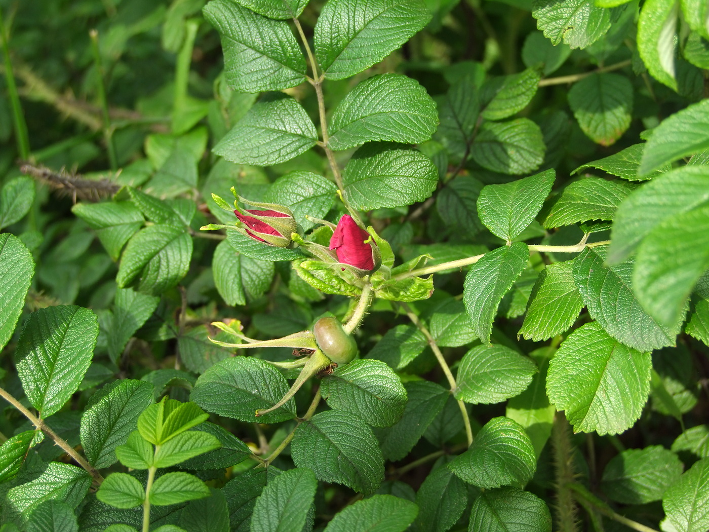 Image of Rosa rugosa specimen.