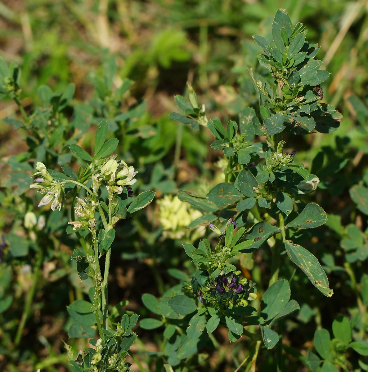 Image of Medicago × varia specimen.