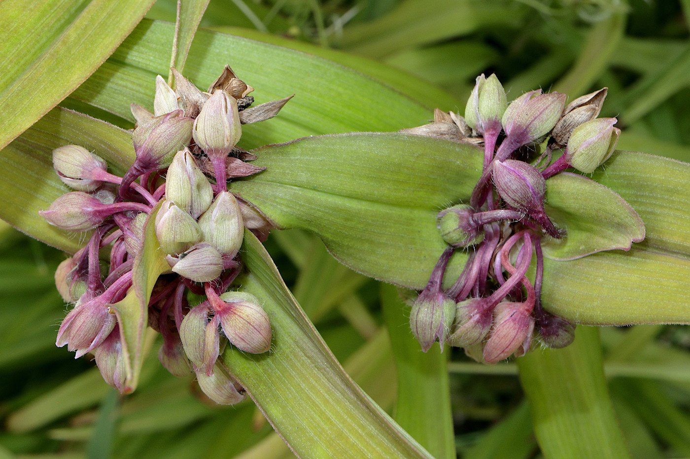 Image of Tradescantia &times; andersoniana specimen.