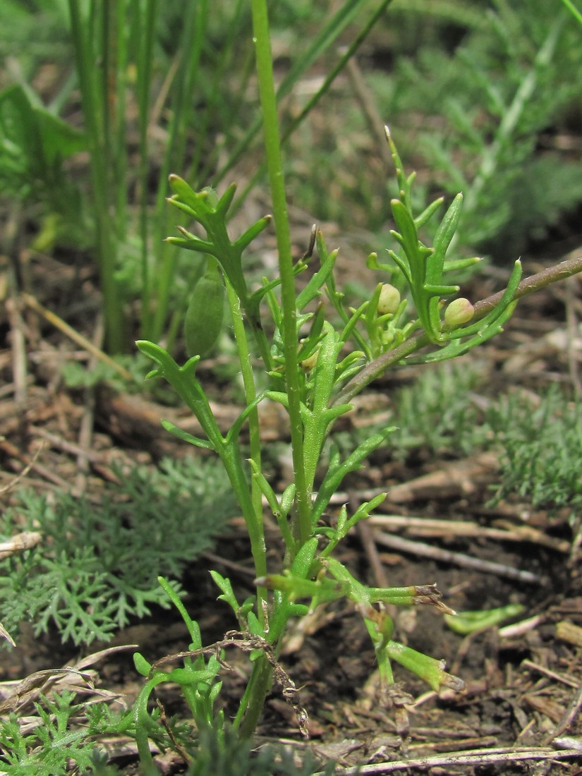 Image of Roemeria refracta specimen.