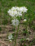 Thalictrum petaloideum