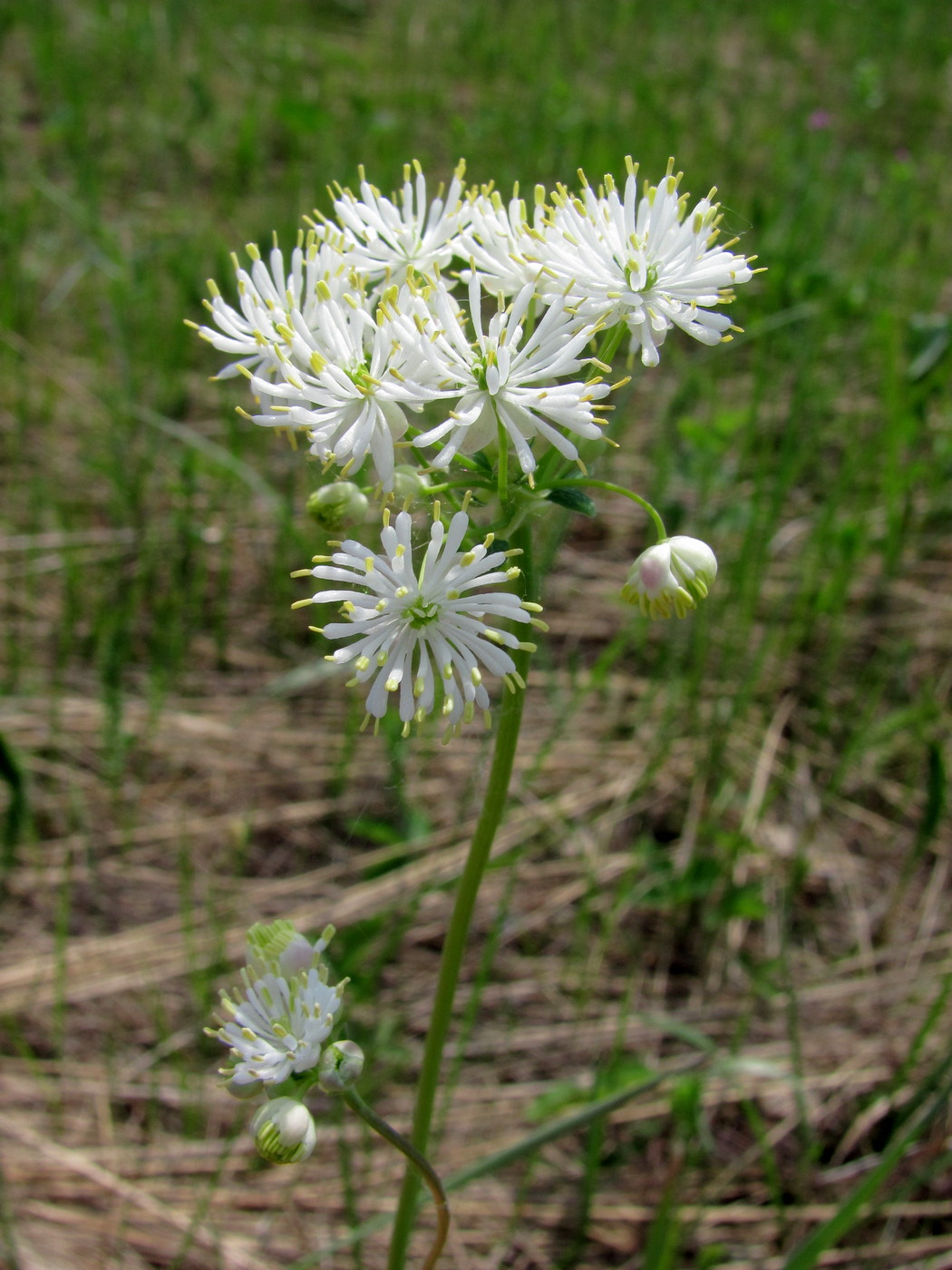Изображение особи Thalictrum petaloideum.