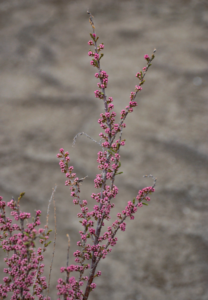 Image of genus Tamarix specimen.