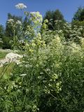 Thalictrum lucidum