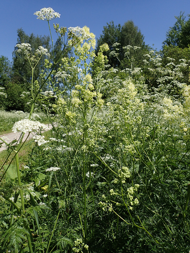 Image of Thalictrum lucidum specimen.