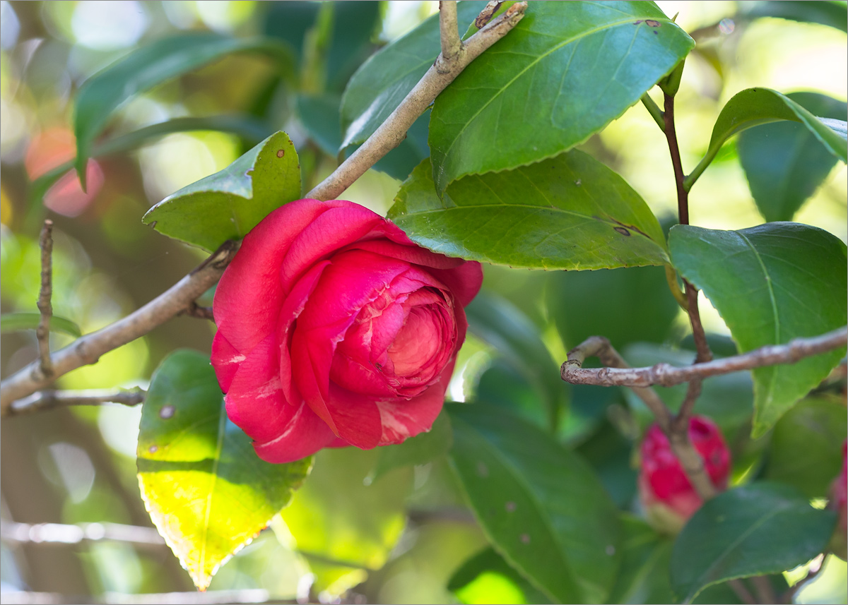 Изображение особи Camellia japonica.