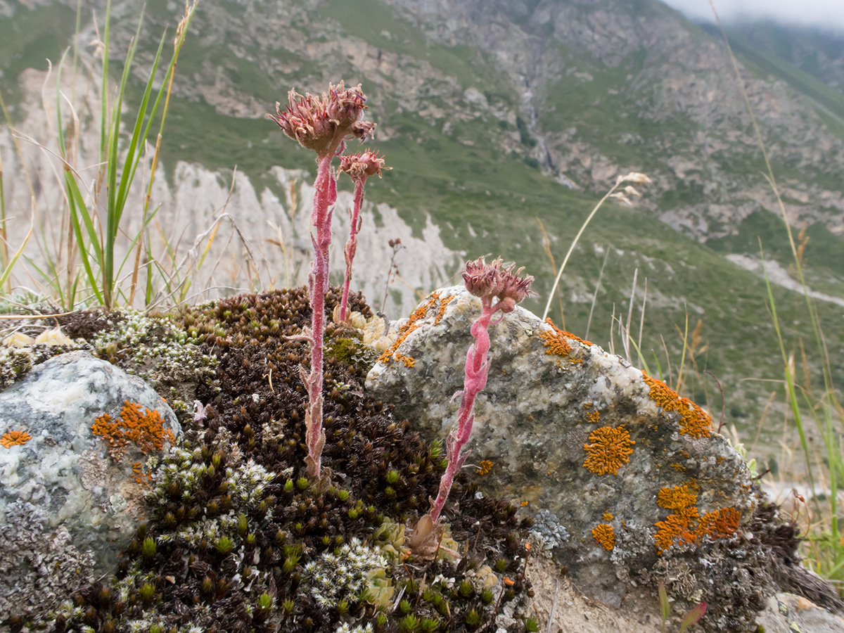 Изображение особи Sempervivum pumilum.