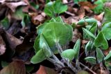 Asarum europaeum