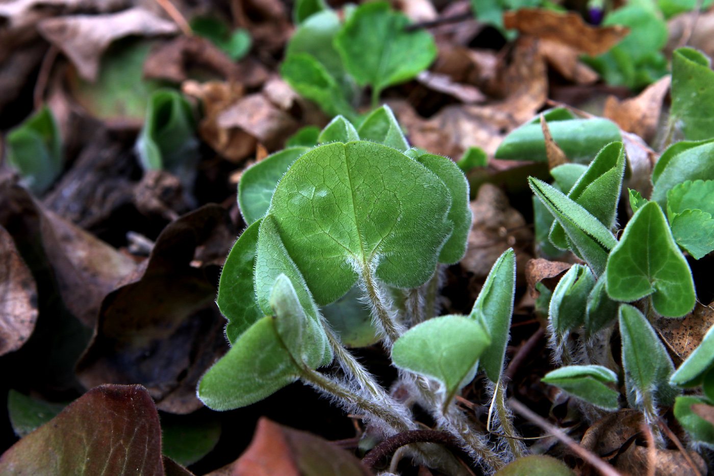 Image of Asarum europaeum specimen.