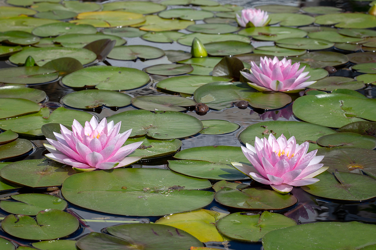 Image of Nymphaea odorata specimen.