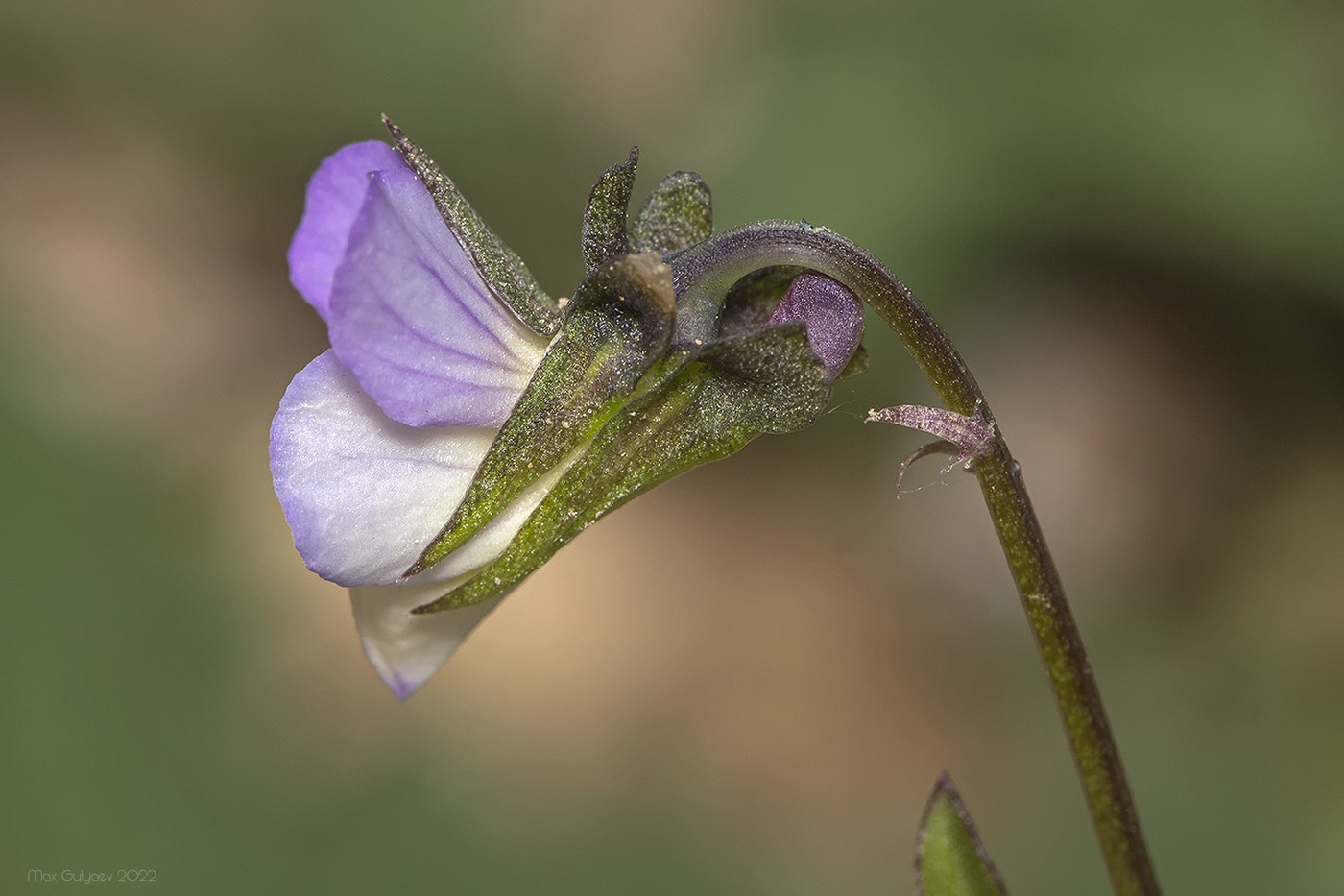 Image of Viola kitaibeliana specimen.