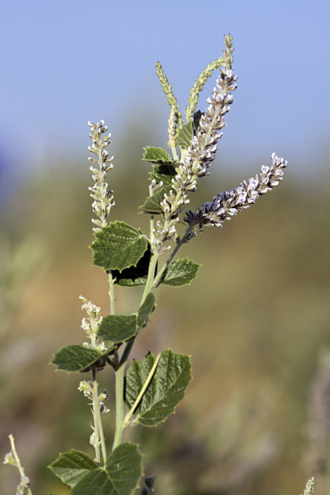 Image of Psoralea drupacea specimen.