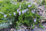 Astragalus marinus. Цветущее растение. Приморский край, Дальнегорский ГО, окр. с. Рудная Пристань, 2 км к юго-юго-западу от мыса Бриннера, морское побережье. 12.06.2022.