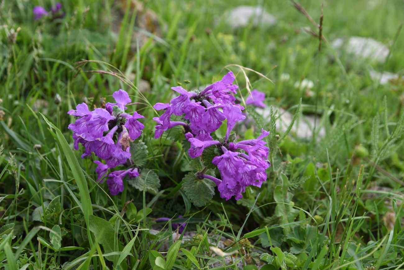 Image of Betonica macrantha specimen.