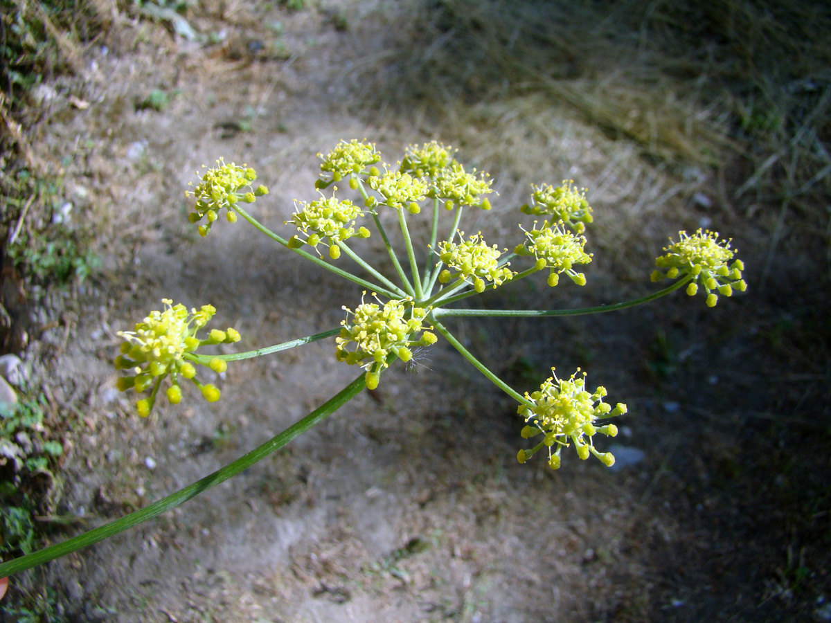 Image of Seseli korshinskyi specimen.