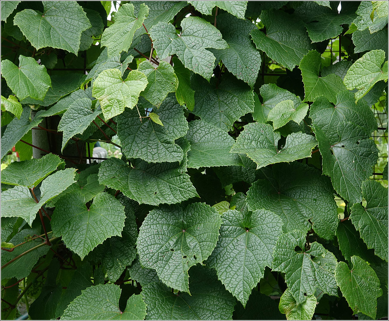 Image of Vitis amurensis specimen.