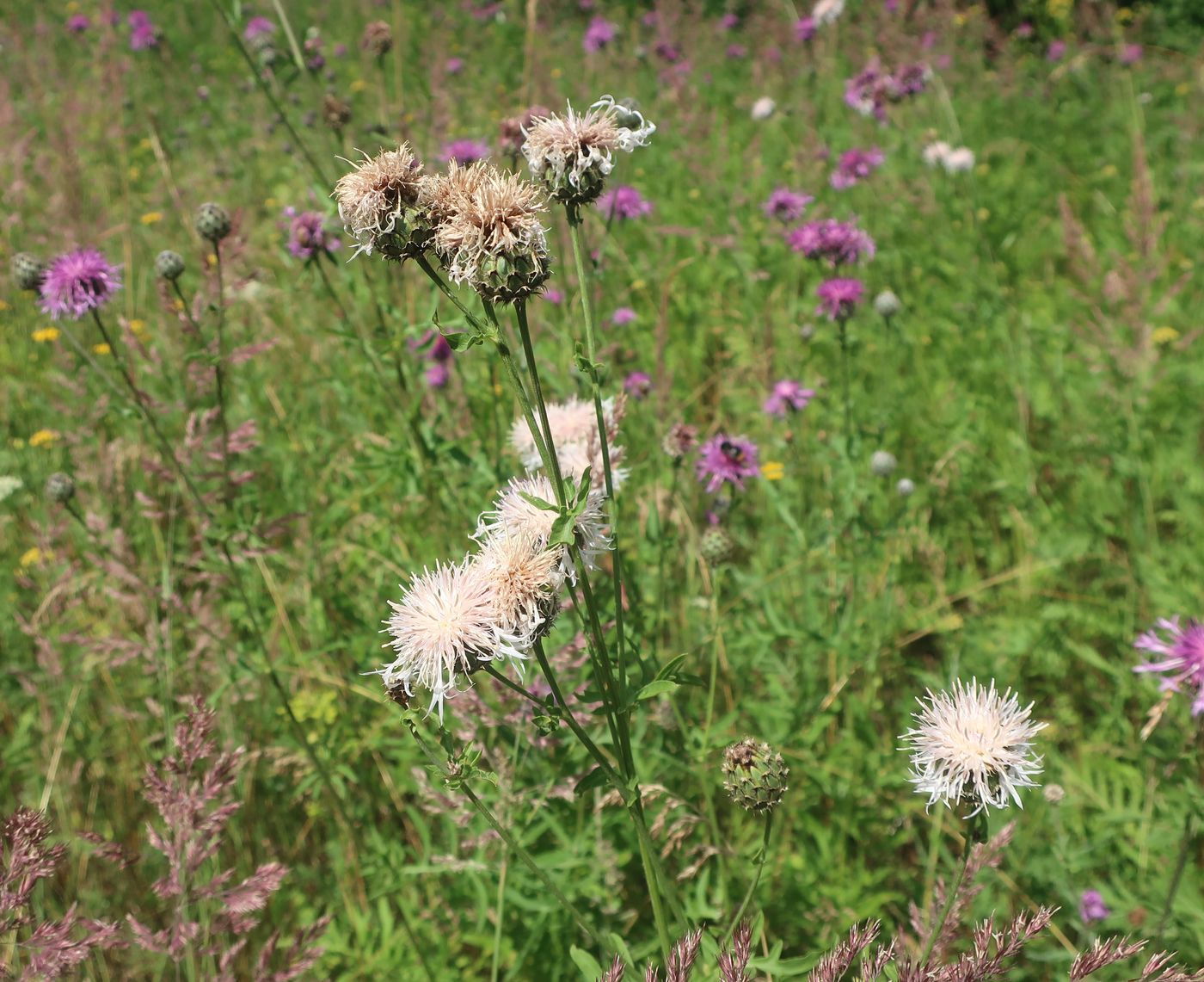 Изображение особи Centaurea scabiosa.