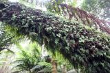Hymenophyllum applanatum. Растения на стволе дерева. Австралия, штат Тасмания, национальный парк \"Mount Field\". 25.12.2010.