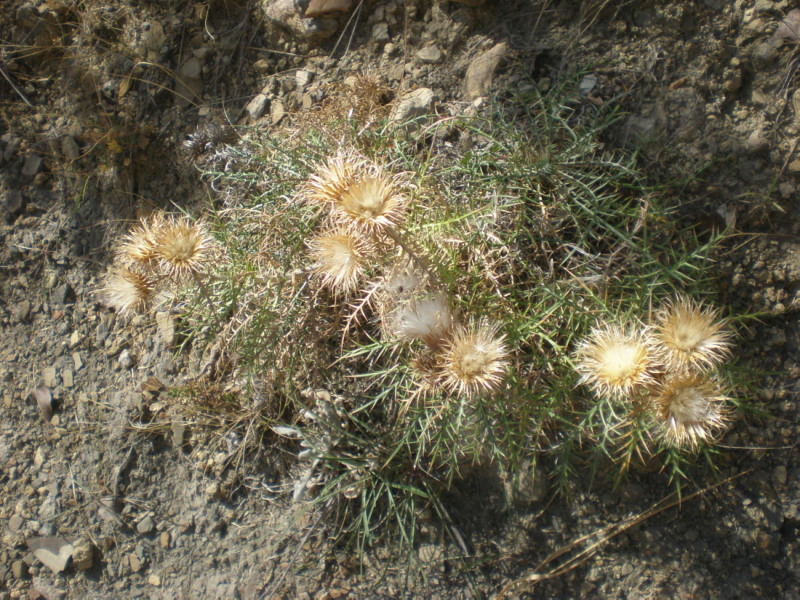 Изображение особи Lamyra echinocephala.