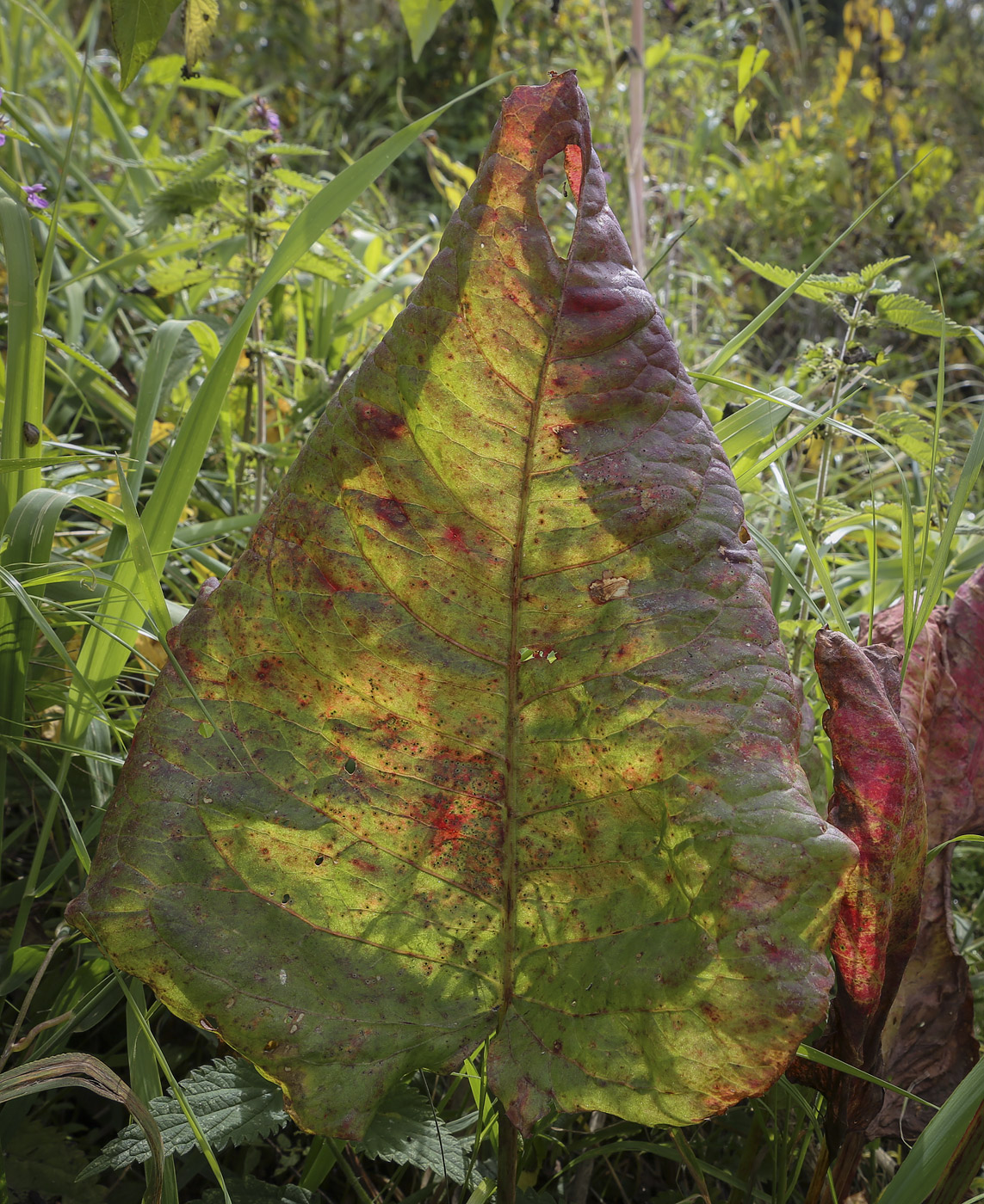 Изображение особи Rumex aquaticus.