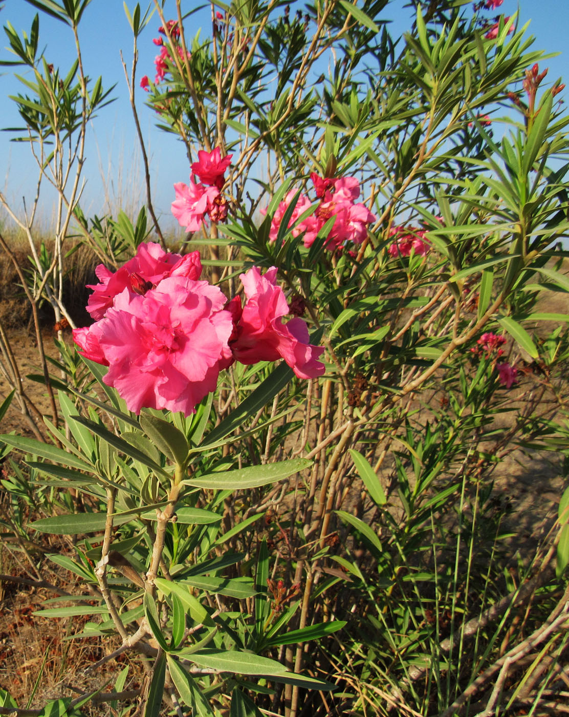 Image of Nerium oleander specimen.
