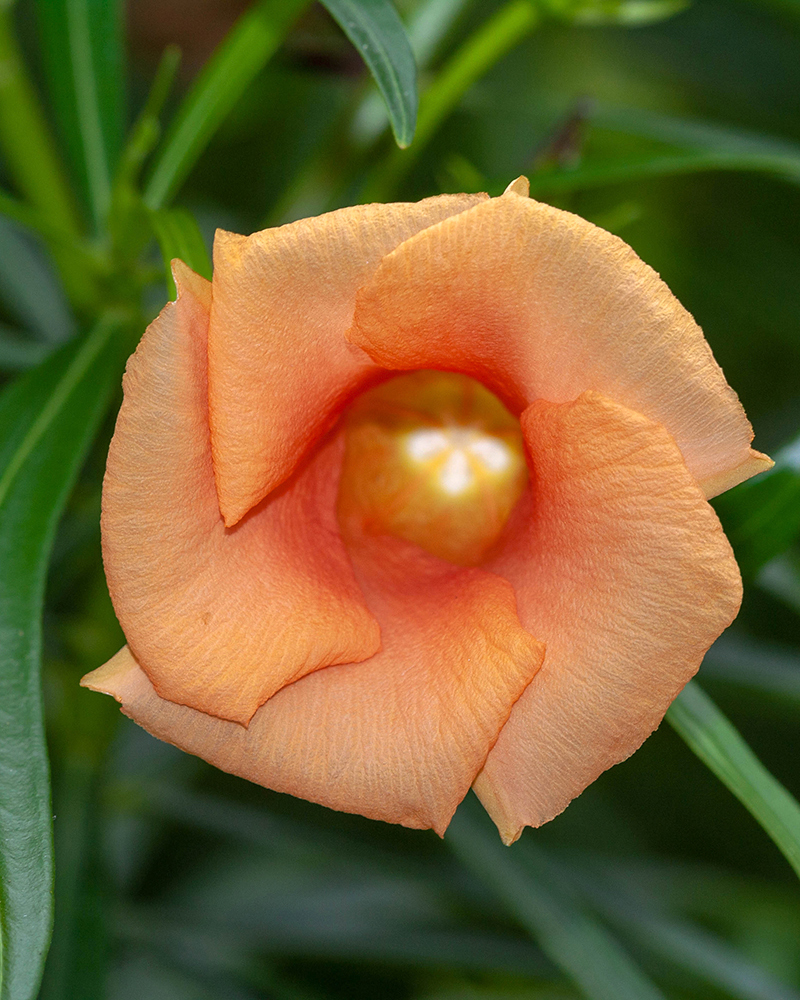 Image of Thevetia peruviana specimen.