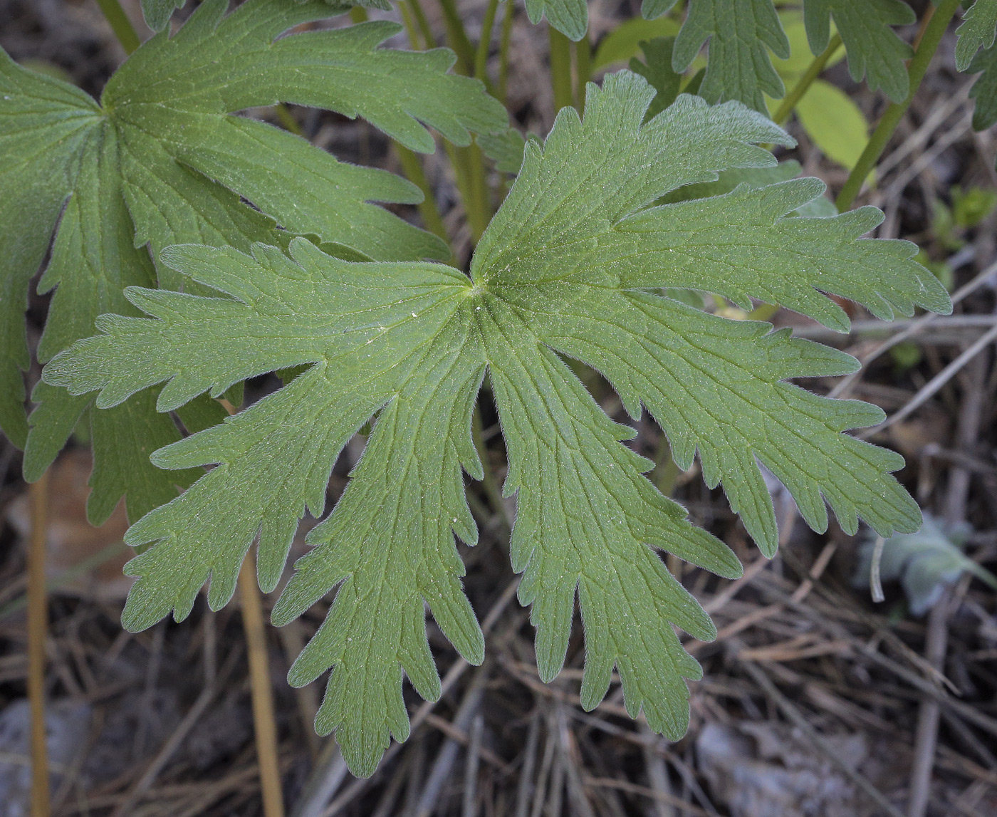 Image of Geranium pseudosibiricum specimen.