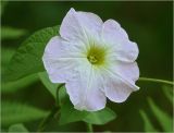 Petunia &times; hybrida