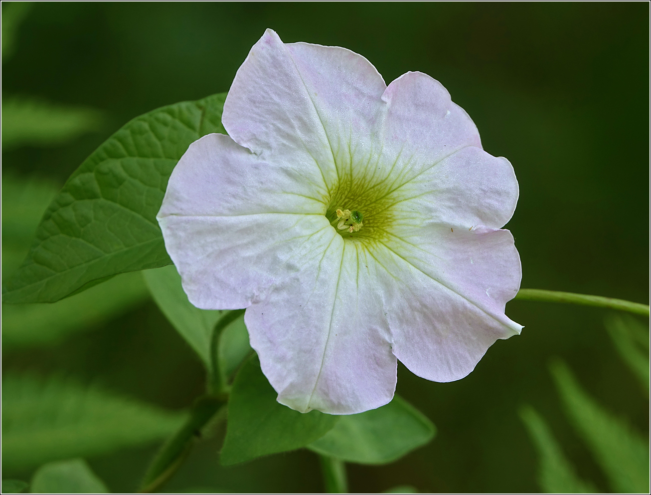 Image of Petunia &times; hybrida specimen.