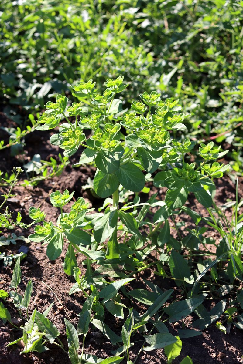 Image of Euphorbia helioscopia specimen.