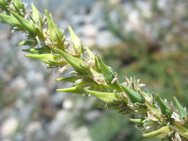 Изображение особи Myricaria bracteata.