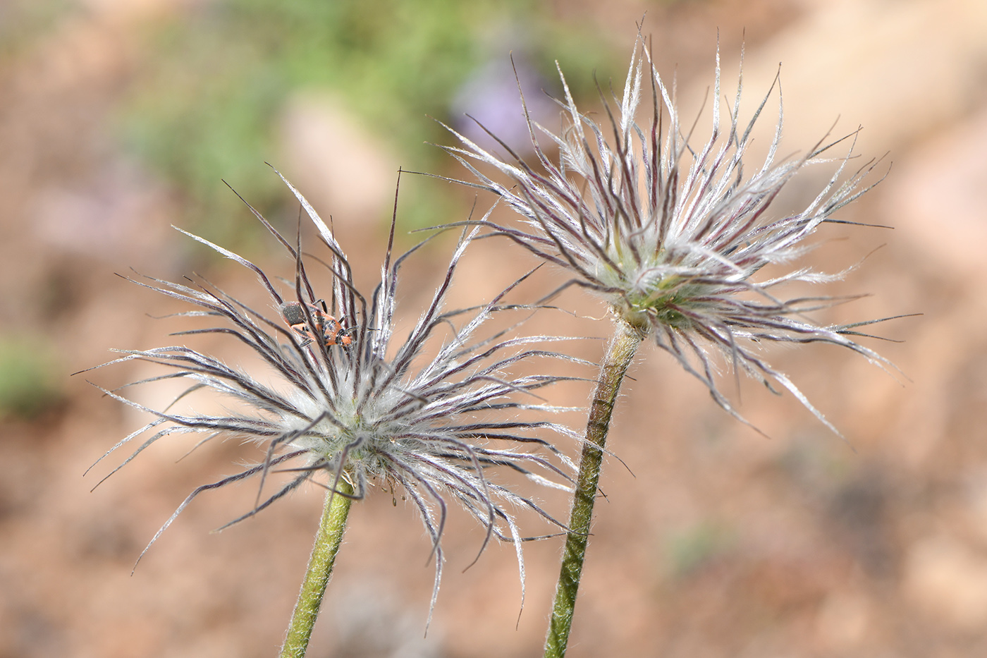 Изображение особи Pulsatilla campanella.