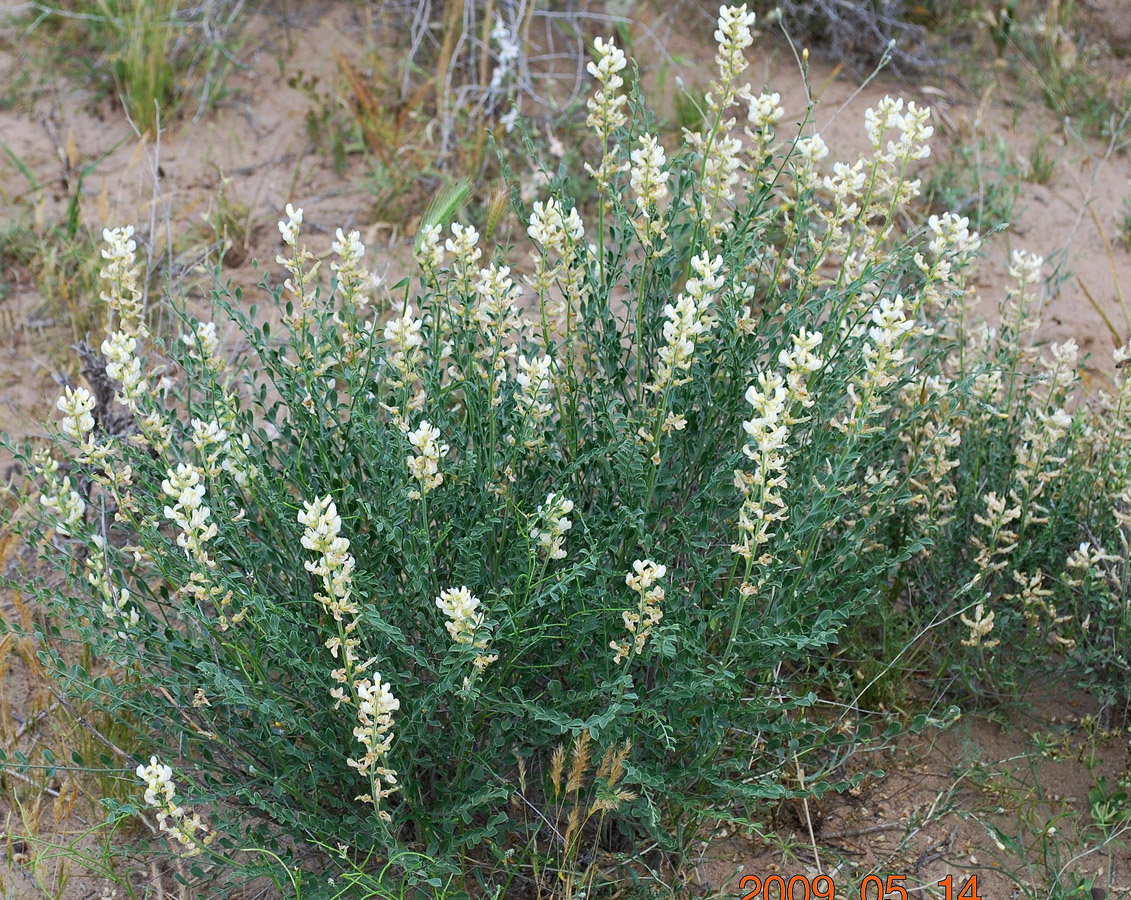 Image of Goebelia pachycarpa specimen.