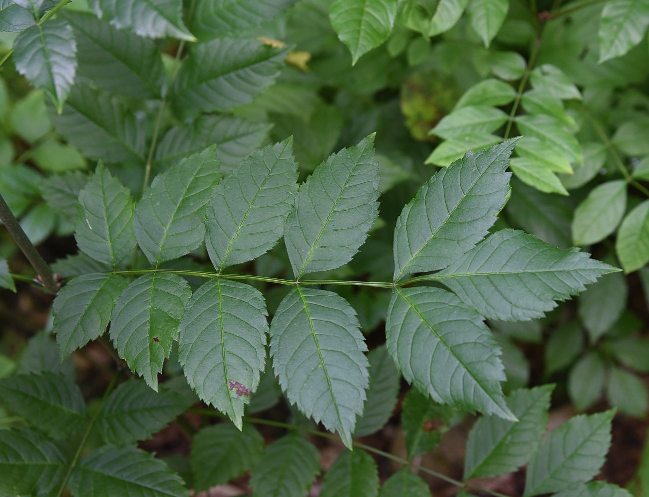 Image of Fraxinus excelsior specimen.