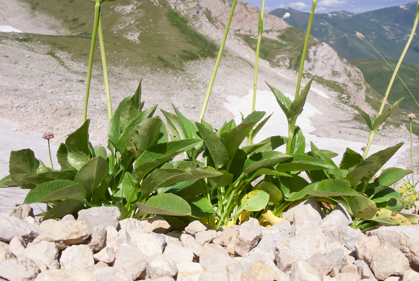 Image of Valeriana alpestris specimen.