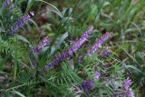 Vicia tenuifolia. Соцветия и листья. Томская обл., г. Томск, Академгородок, разнотравная растительность рядом с аллеей. 15.06.2022.