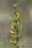 Chamaecytisus ruthenicus