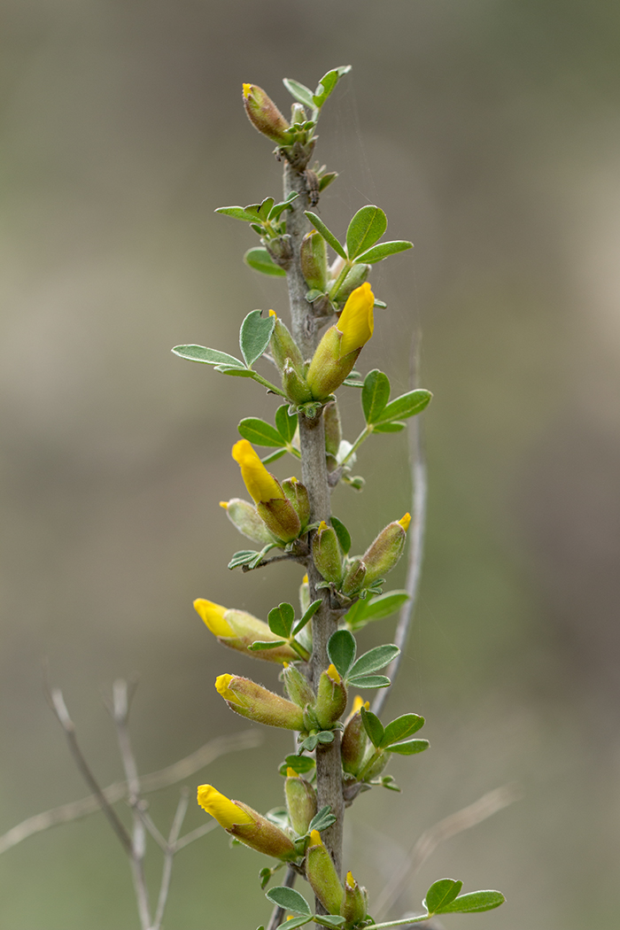 Изображение особи Chamaecytisus ruthenicus.