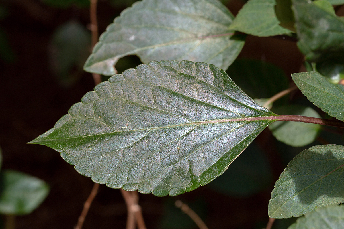 Изображение особи род Salvia.