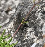 Gypsophila tenuifolia. Средняя часть генеративного побега. Республика Ингушетия, Джейрахский р-н, окр. альплагеря \"Кязи\", выс. 2000 м н.у.м, на камне. 23 июля 2022 г.