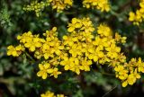 Hypericum scabrum