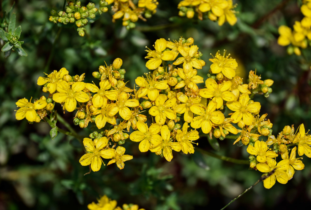 Изображение особи Hypericum scabrum.