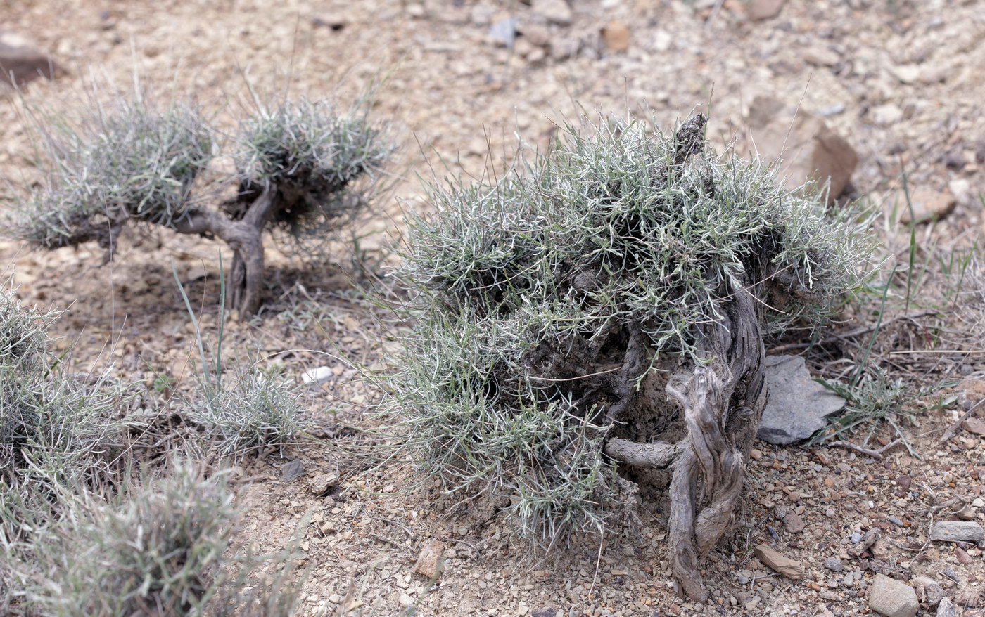 Image of Convolvulus krauseanus specimen.